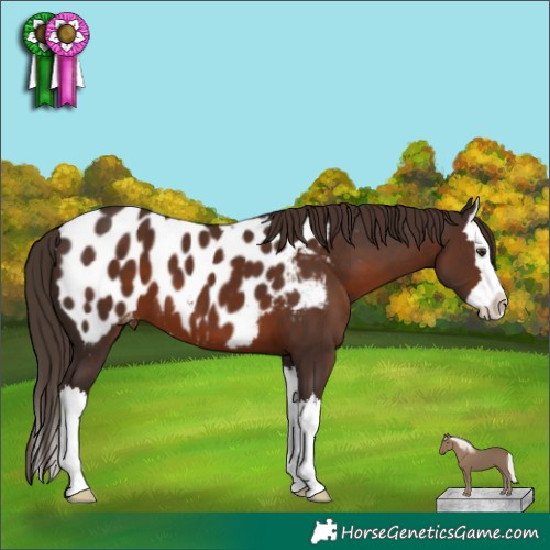 Horse Color:Liver Chestnut Mushroom Sabino Splash Appaloosa 