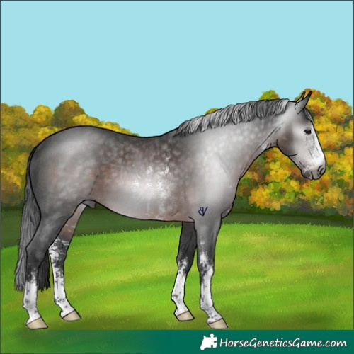 Horse Color:Gray Brown Sabino Rabicano 