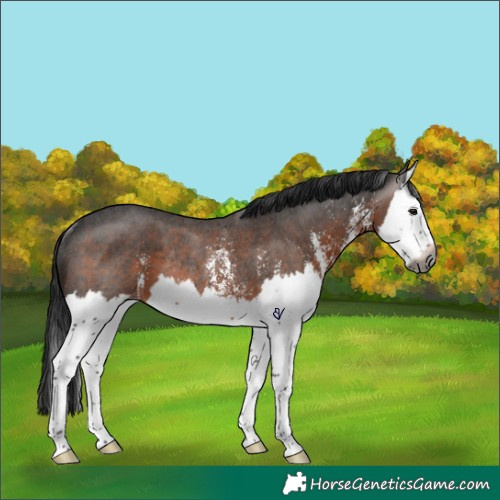 Horse Color:Gray Brown Sabino Splash Rabicano 