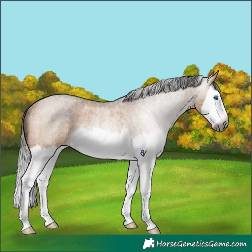 Horse Color:Gray Bay Roan Dun Splash Rabicano 