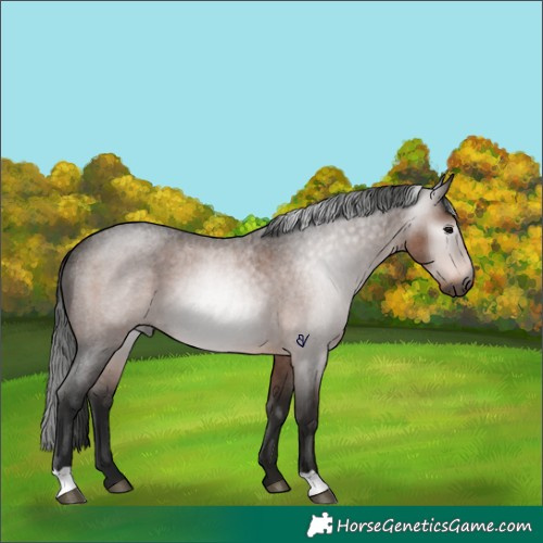 Horse Color:Gray Bay Roan Rabicano 