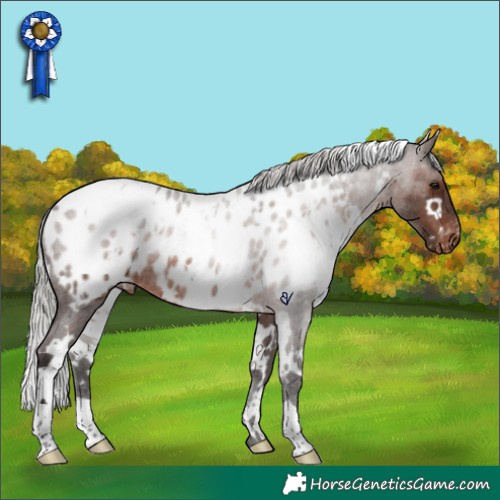 Horse Color:White Spotted Silver Brown Roan Near Leopard Rabicano 