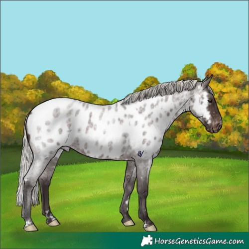 Horse Color:White Spotted Silver Brown Roan Appaloosa Rabicano 