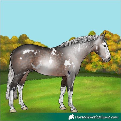 Horse Color:Gray White Spotted Silver Brown Splash Rabicano 