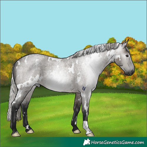 Horse Color:Gray White Spotted Silver Brown Roan Dun Rabicano 