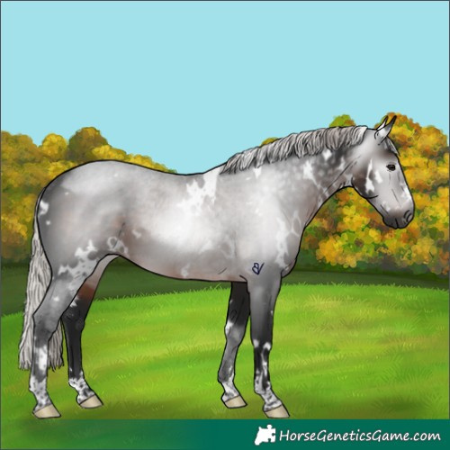 Horse Color:Gray White Spotted Silver Brown Rabicano 