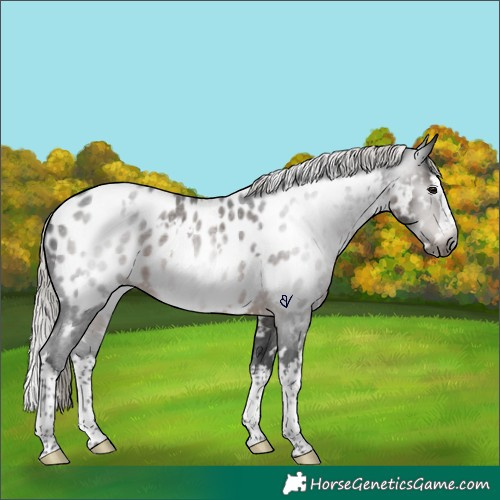 Horse Color:Gray White Spotted Silver Brown Roan Splash Appaloosa Rabicano 