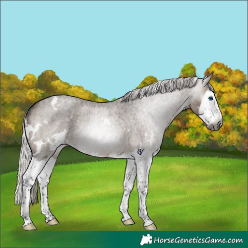 Horse Color:Gray White Spotted Silver Brown Roan Dun Splash Rabicano 