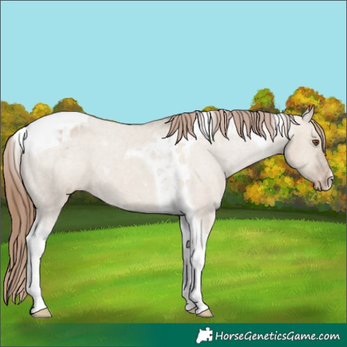 Horse Color:Classic Champagne Dun Tobiano Varnish