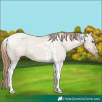 Horse Color:Classic Champagne Dun Tobiano Appaloosa