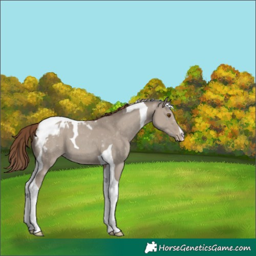 Horse Color:Classic Champagne Dun Tobiano Appaloosa