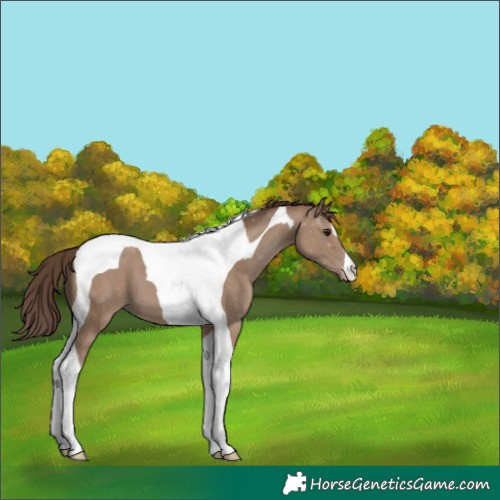 Horse Color:Classic Champagne Tobiano Appaloosa 