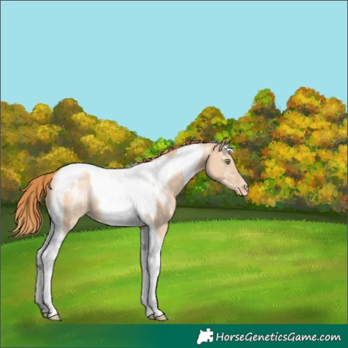 Horse Color:Gold Champagne Dun Tobiano Appaloosa 