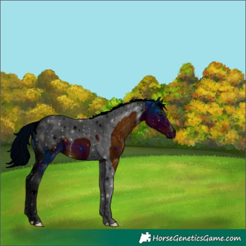 Horse Color:ERROR: UNKNOWN ANOMALY