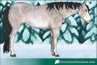 Horse Color:White Spotted Brown Ice 