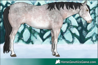 Horse Color:White Spotted Brown Ice 