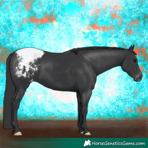 Horse Color:Black Appaloosa