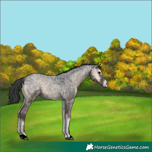 Horse Color:Blue Onyx Ice Roan 