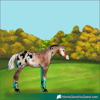 Horse Color:White Spotted Silver Bay Ice Onyx Appaloosa Rabicano 