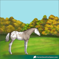 Horse Color:Brown Dun Splash Appaloosa Rabicano 