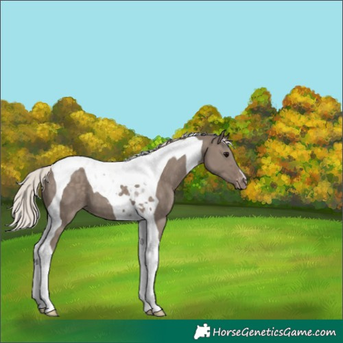 Horse Color:Silver Grullo Tobiano Appaloosa 
