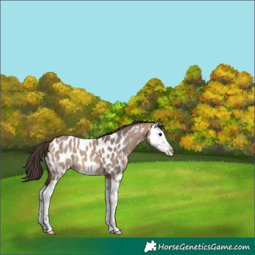 Horse Color:Bay Roan Dun Splash Appaloosa