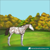 Horse Color:Bay Roan Dun Splash Appaloosa