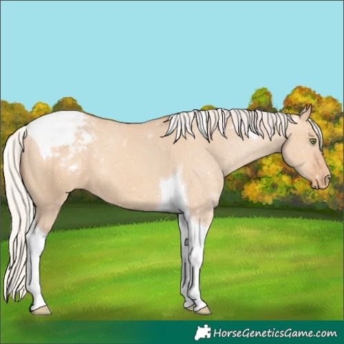 Horse Color:Silver Amber Champagne Dun Tobiano Appaloosa