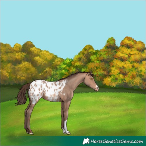 Horse Color:Amber Champagne Appaloosa