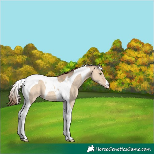 Horse Color:Amber Champagne Dun Tobiano Appaloosa 