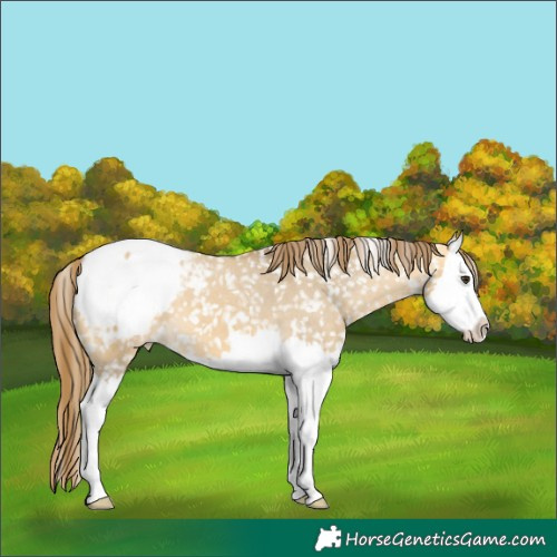 Horse Color:Buckskin Dun Splash Snowcap 
