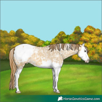 Horse Color:Buckskin Dun Splash Appaloosa 