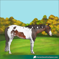 Horse Color:Brown Tobiano Appaloosa 