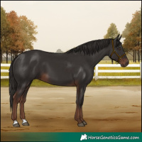 Horse Color:Liver Chestnut 