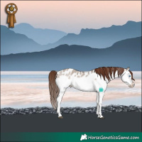 Horse Color:Brown Roan Dun Sabino Splash Appaloosa 