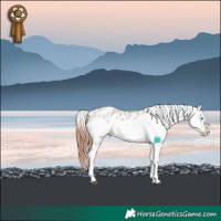 Horse Color:Brown Roan Dun Sabino Splash Appaloosa 