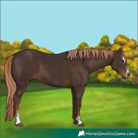 Horse Color:Liver Chestnut Sabino 