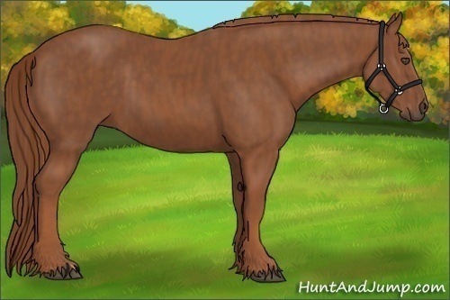 Horse Color:Chestnut Brindle