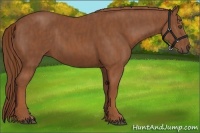 Horse Color:Chestnut  Brindle