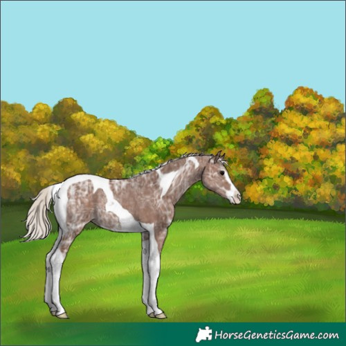 Horse Color:Silver Black Ice Sabino Tobiano Appaloosa Rabicano
