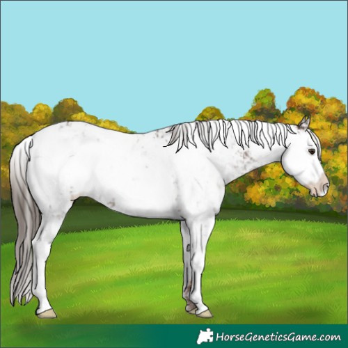 Horse Color:Liver Chestnut Sabino 
