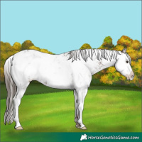 Horse Color:Liver Chestnut Sabino 