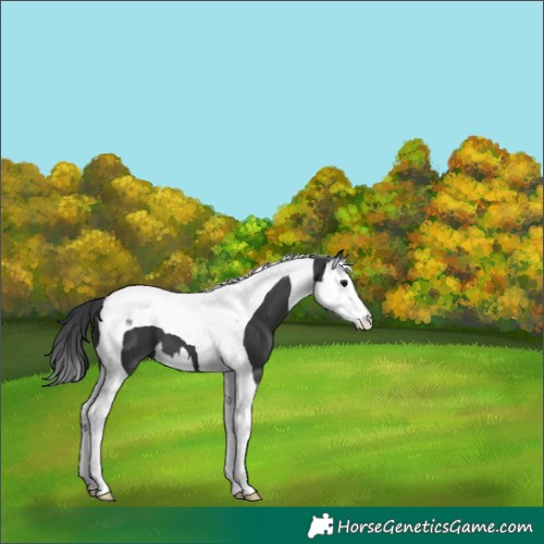 Horse Color:Black Splash Tobiano