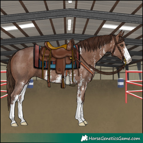 Horse Color:Liver Chestnut Sabino