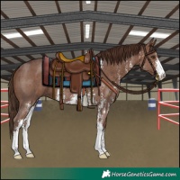 Horse Color:Liver Chestnut Sabino 