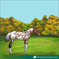 Horse Color:Bay Tobiano Appaloosa 