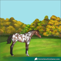 Horse Color:Bay Roan Appaloosa 