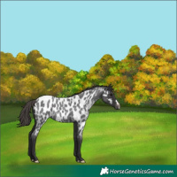 Horse Color:Smoky Blue Roan Appaloosa 