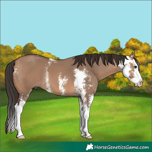 Horse Color:Bay Dun Sabino Splash 