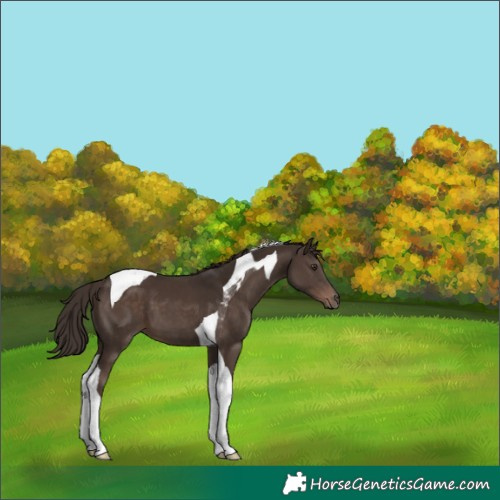 Horse Color:Liver Chestnut Tobiano